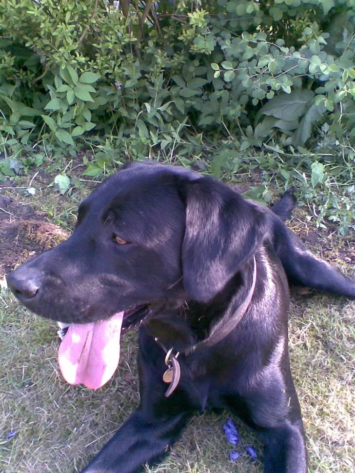 Labrador retriever Anton Skjødt billede 10