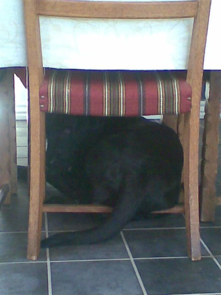 Labrador retriever Anton Skjødt - Nice ass.. billede 11