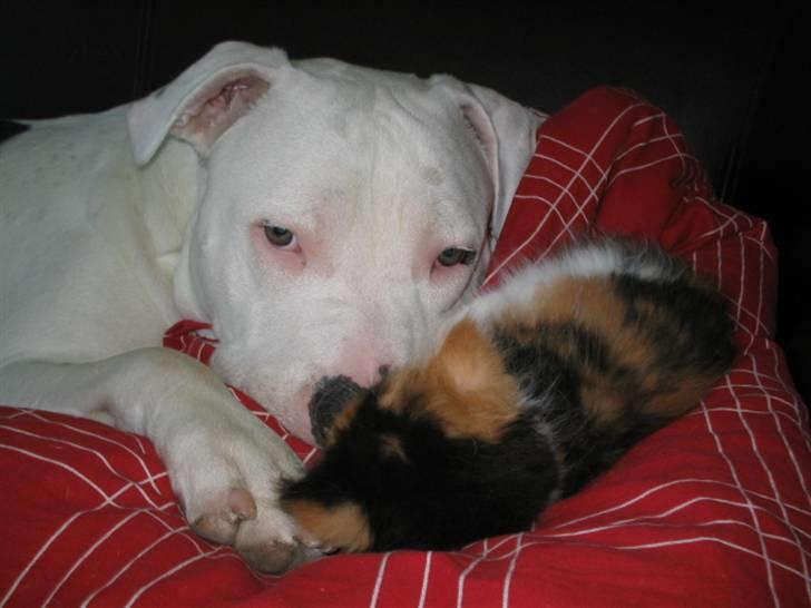 Amerikansk staffordshire terrier Mickey *My Baby**RIP* - Så puttes der :o) billede 2