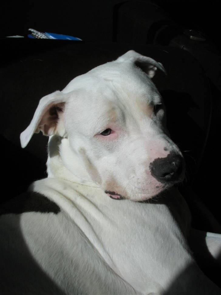 Amerikansk staffordshire terrier Mickey *My Baby**RIP* billede 3