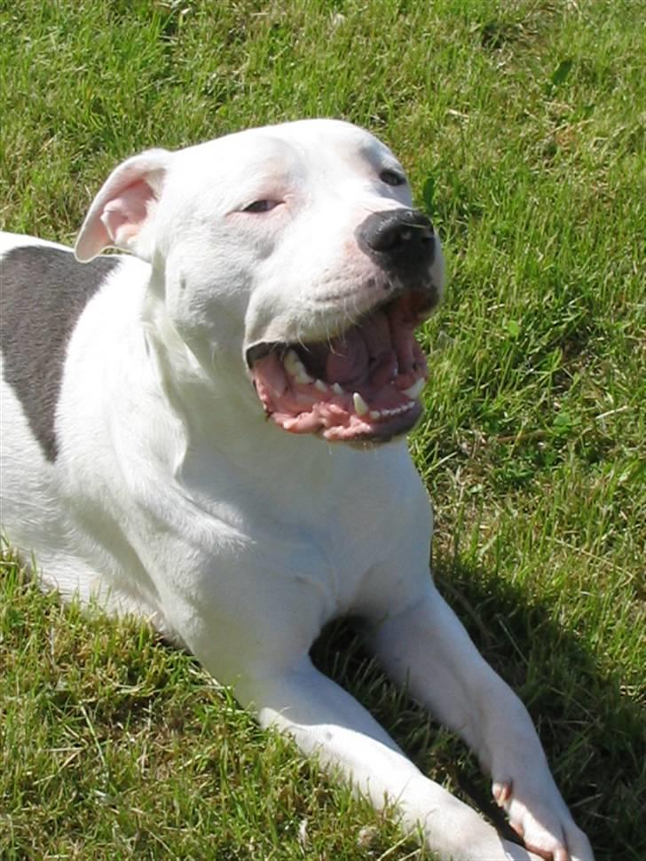 Amerikansk staffordshire terrier Mickey *My Baby**RIP* - Gaaaab, er lidt træt mor :o) billede 4