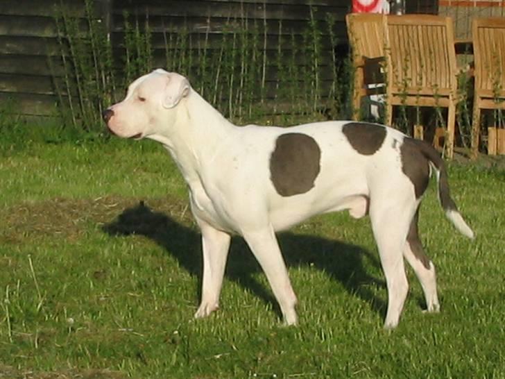 Amerikansk staffordshire terrier Mickey *My Baby**RIP* billede 5