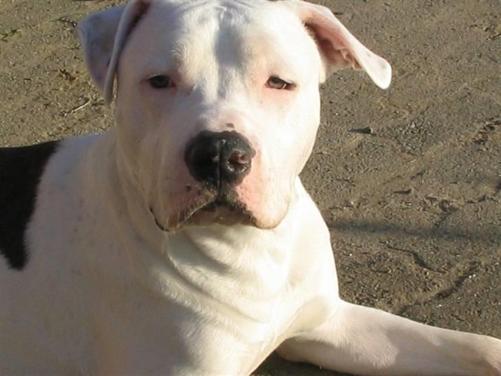 Amerikansk staffordshire terrier Mickey *My Baby**RIP* - Jeg er en rigtig fotomodel ! billede 6