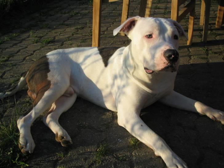 Amerikansk staffordshire terrier Mickey *My Baby**RIP* billede 7