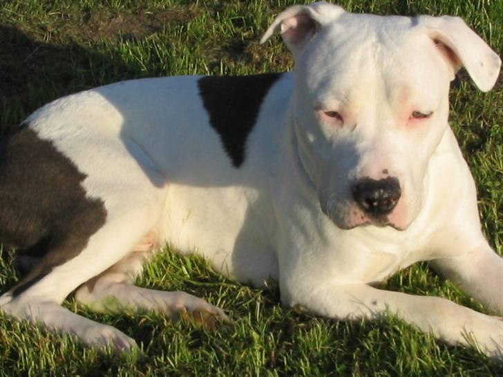 Amerikansk staffordshire terrier Mickey *My Baby**RIP* billede 8