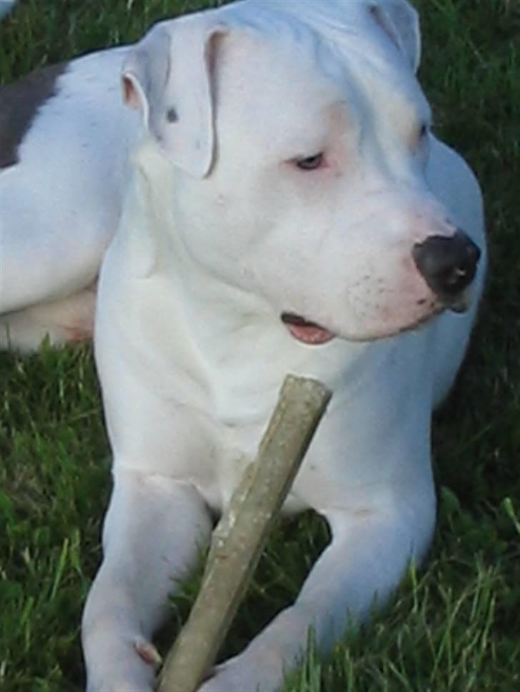 Amerikansk staffordshire terrier Mickey *My Baby**RIP* billede 9