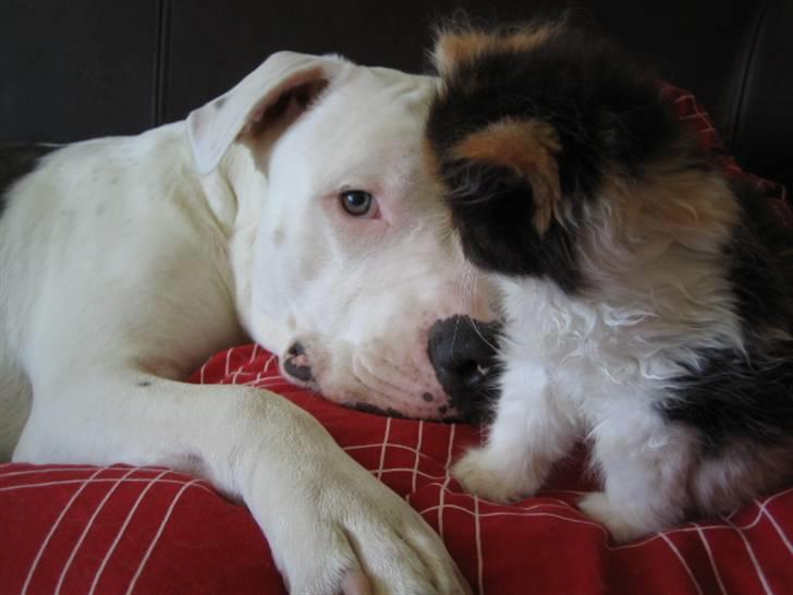 Amerikansk staffordshire terrier Mickey *My Baby**RIP* - Hmm ... Den lille mis kigger på mig ! billede 10