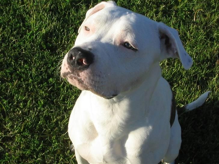 Amerikansk staffordshire terrier Mickey *My Baby**RIP* - Var det en godbid jeg så ? billede 11