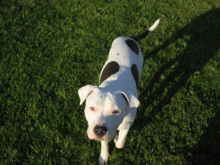 Amerikansk staffordshire terrier Mickey *My Baby**RIP* - Heeeeeeeeeeeej mor ! :o) billede 12