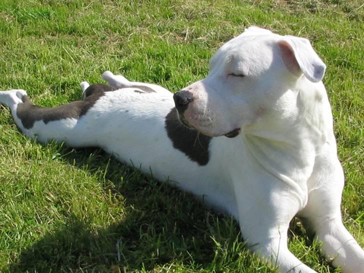 Amerikansk staffordshire terrier Mickey *My Baby**RIP* billede 13