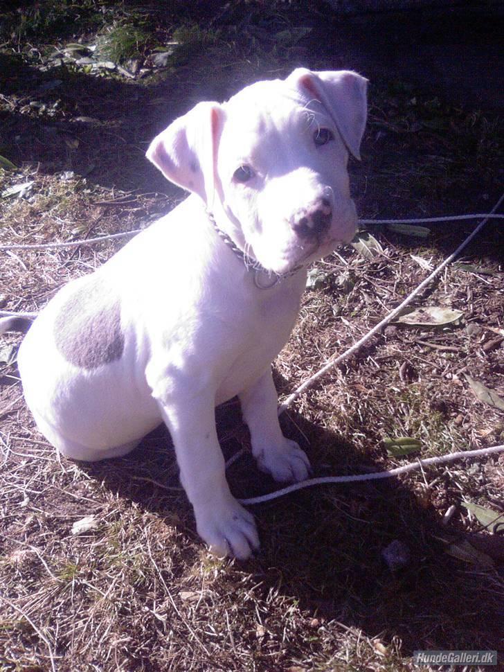 Amerikansk staffordshire terrier Mickey *My Baby**RIP* - Mig som bette :o) billede 14