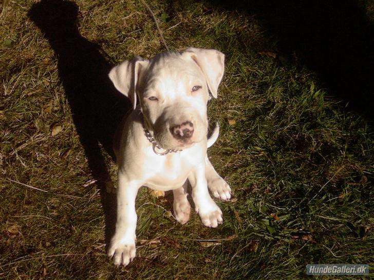 Amerikansk staffordshire terrier Mickey *My Baby**RIP* - Uuuuh solen skinner mig lige i hovedet ! billede 15