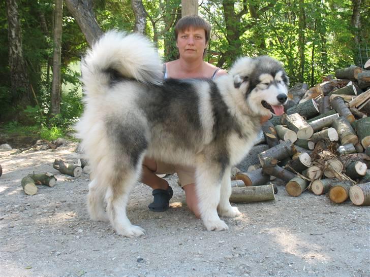 Alaskan malamute Cosmo død 9/3 09 - Er jeg ikke bare flot når jeg er nyblowet §:0) billede 12