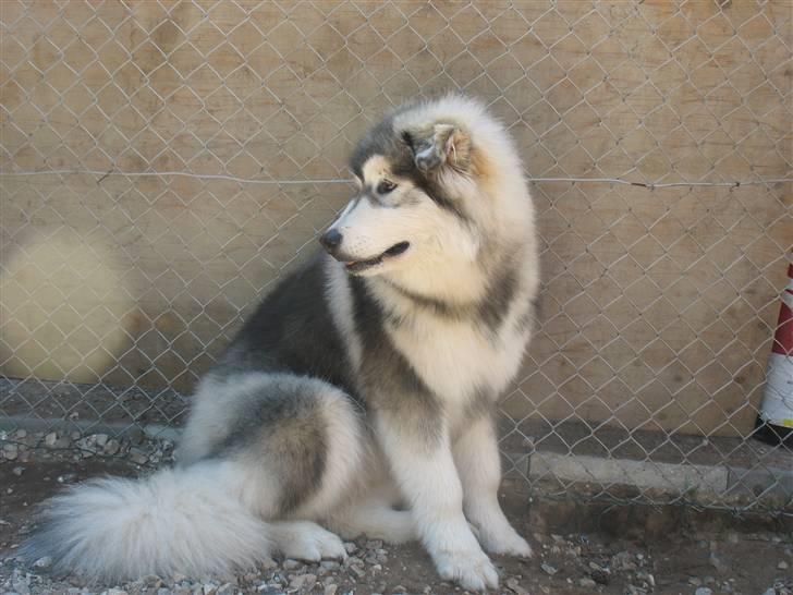 Alaskan malamute Cosmo død 9/3 09 - Hvad laver Bond og Malou mon? billede 13