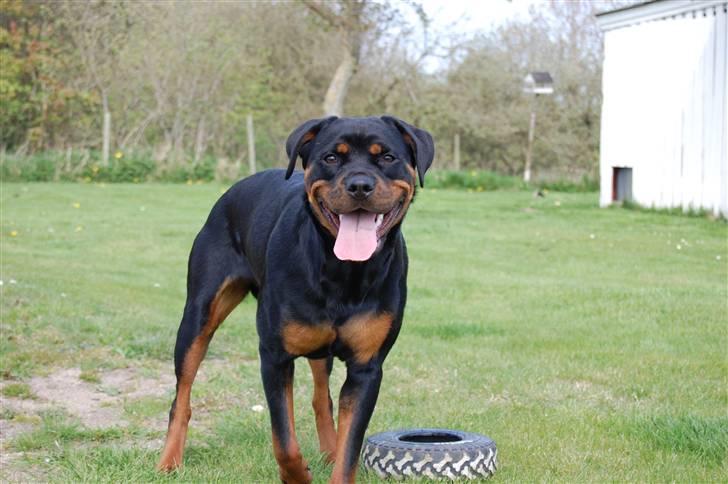 Rottweiler Angel - dejlig hund billede 1