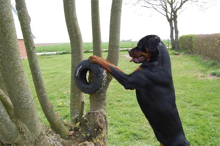 Rottweiler Angel billede 2