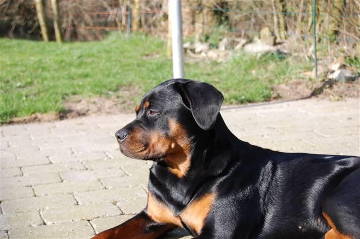 Rottweiler Angel billede 3