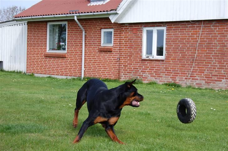 Rottweiler Angel billede 4