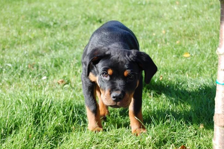 Rottweiler Angel - FÅ NU DET CAMARA VÆK billede 5