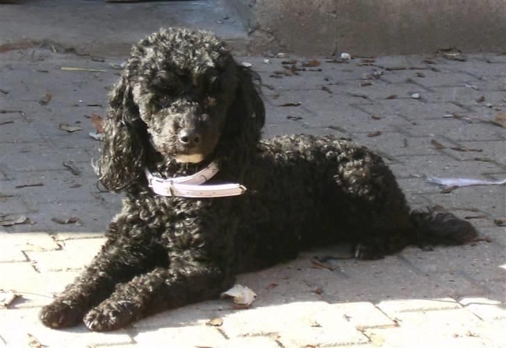 Dværgpuddel ~Krølle~ billede 1