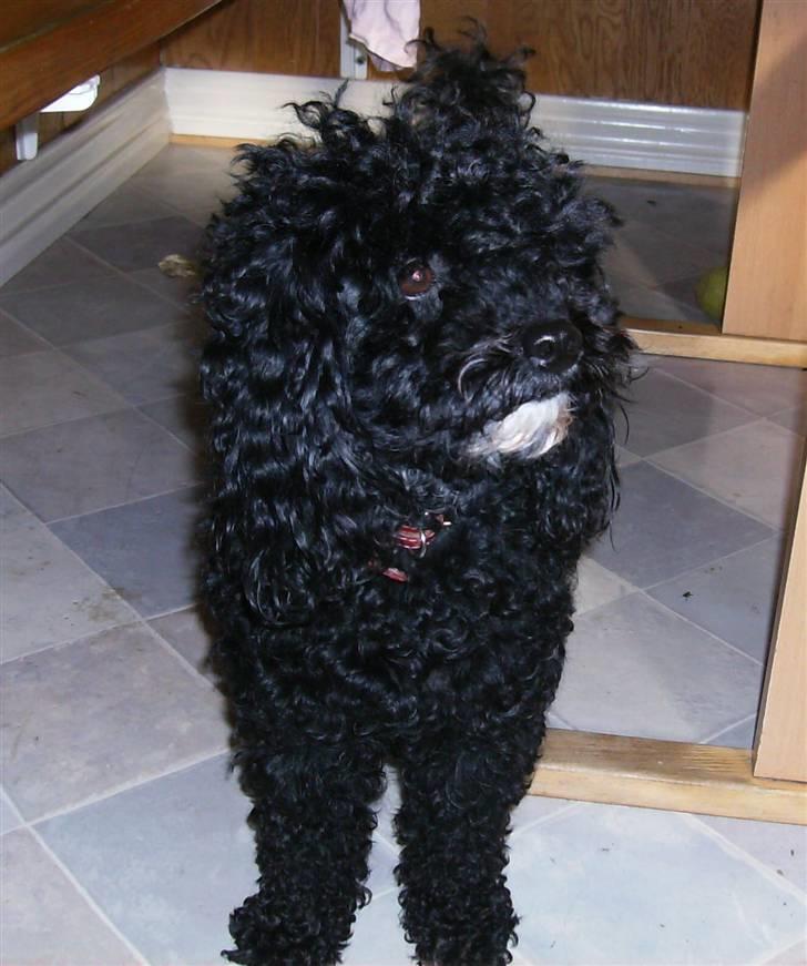 Dværgpuddel ~Krølle~ billede 2