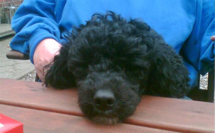 Dværgpuddel ~Krølle~ billede 3