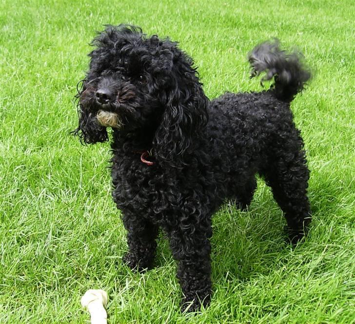 Dværgpuddel ~Krølle~ billede 4