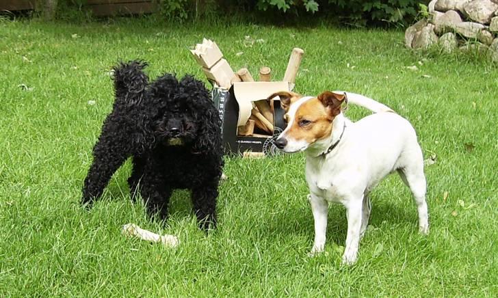 Dværgpuddel ~Krølle~ billede 5