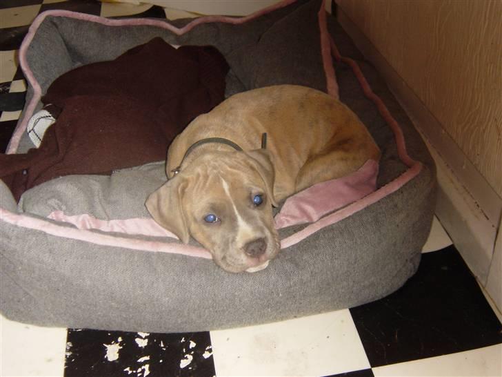 Amerikansk staffordshire terrier Nattergalens Melvin # Max - en træt Max :) billede 2