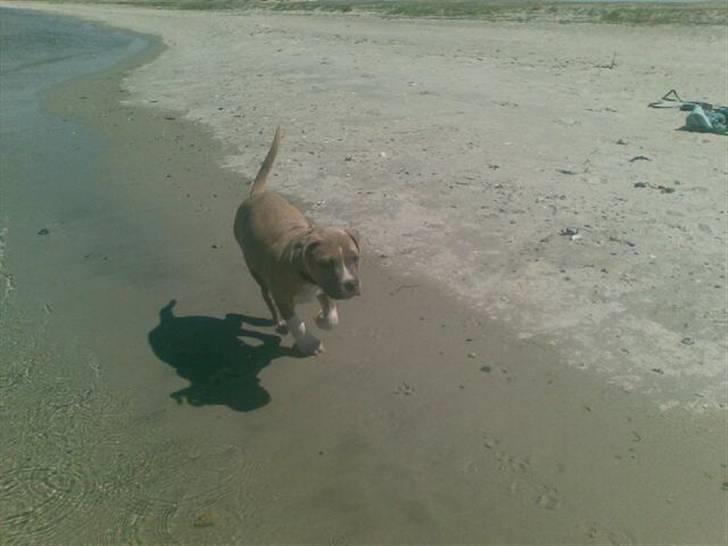 Amerikansk staffordshire terrier Nattergalens Melvin # Max - Max ved stranden d. 5 juni billede 3