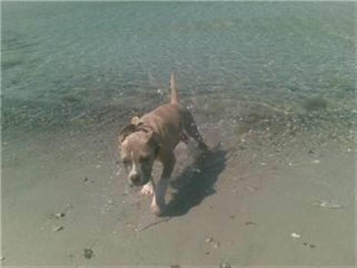 Amerikansk staffordshire terrier Nattergalens Melvin # Max - Max ved stranden d. 5 juni billede 4