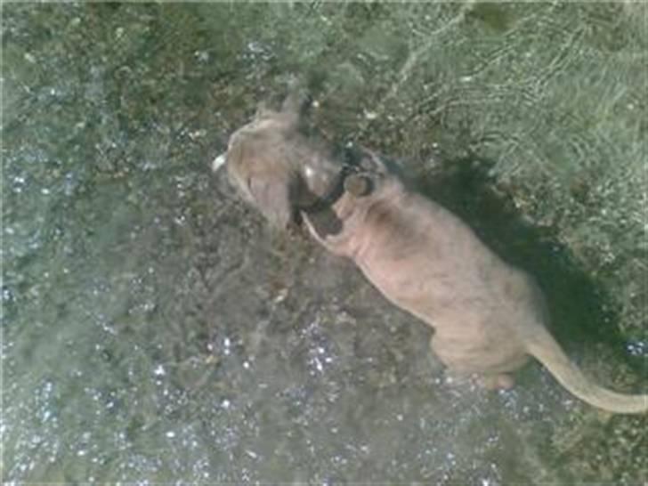 Amerikansk staffordshire terrier Nattergalens Melvin # Max - Max ved stranden d. 5 juni billede 5