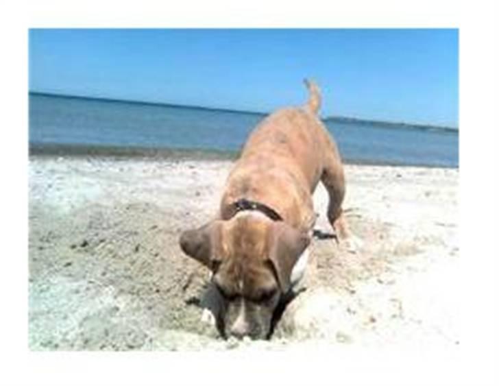 Amerikansk staffordshire terrier Nattergalens Melvin # Max - Max ved stranden d. 5 juni billede 6