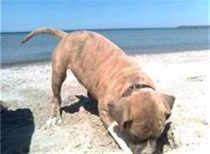 Amerikansk staffordshire terrier Nattergalens Melvin # Max - Max ved stranden d. 5 juni billede 7