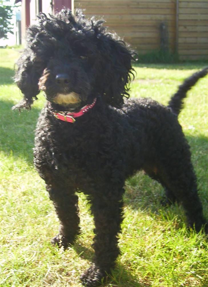 Dværgpuddel ~Krølle~ billede 6