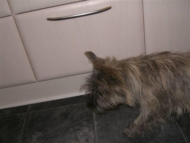 Cairn terrier Maddie - Heeh:) billede 2