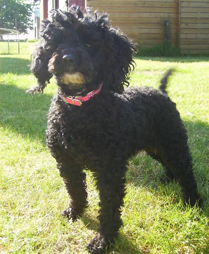 Dværgpuddel ~Krølle~ billede 7