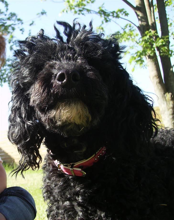 Dværgpuddel ~Krølle~ billede 8