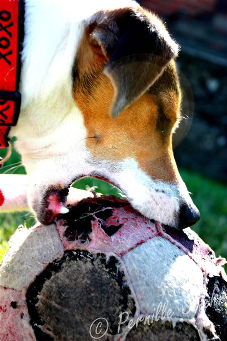 Glathåret foxterrier                »' Kiwi <3 - 20) » d. 31 Maj ´09 billede 20