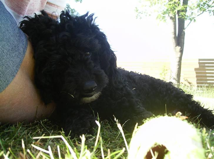 Dværgpuddel ~Krølle~ billede 9