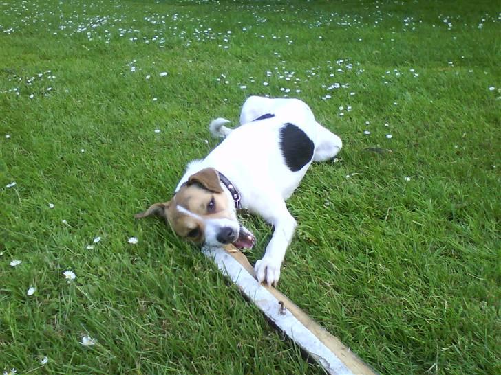 Dansk svensk gaardhund Luca Toni billede 11