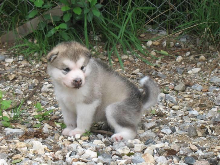 Alaskan malamute Malou - Venus 4 uger billede 16