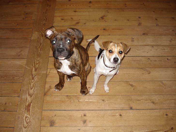 Dansk svensk gaardhund Luca Toni billede 12