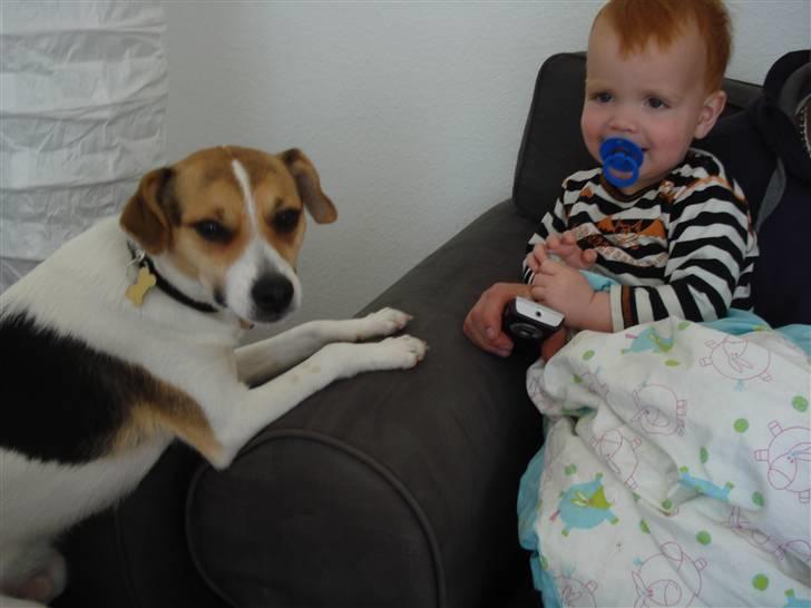 Dansk svensk gaardhund Luca Toni billede 13