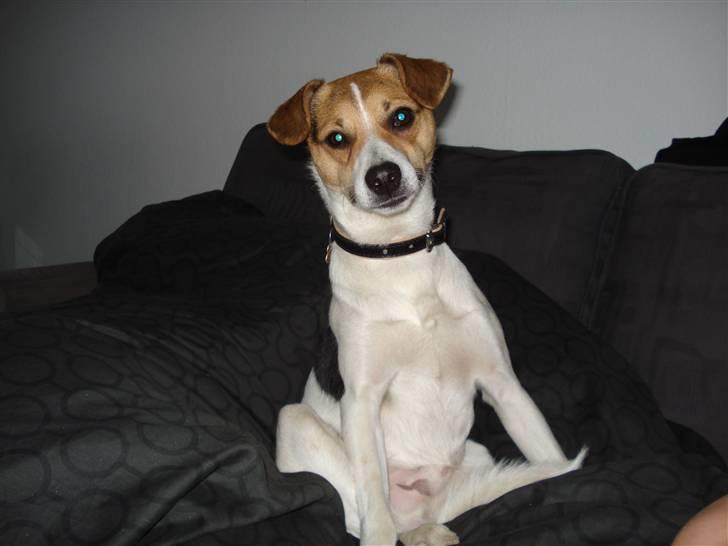 Dansk svensk gaardhund Luca Toni billede 14