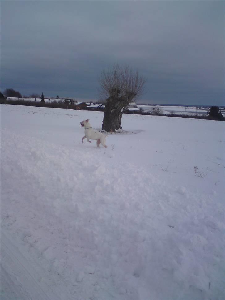 Amerikansk bulldog Max:-) - Feb. 2010 billede 16