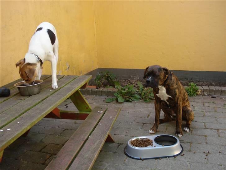 Dansk svensk gaardhund Luca Toni billede 15