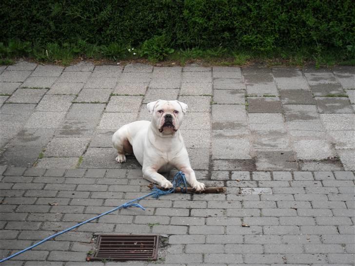 Amerikansk bulldog Max:-) billede 18