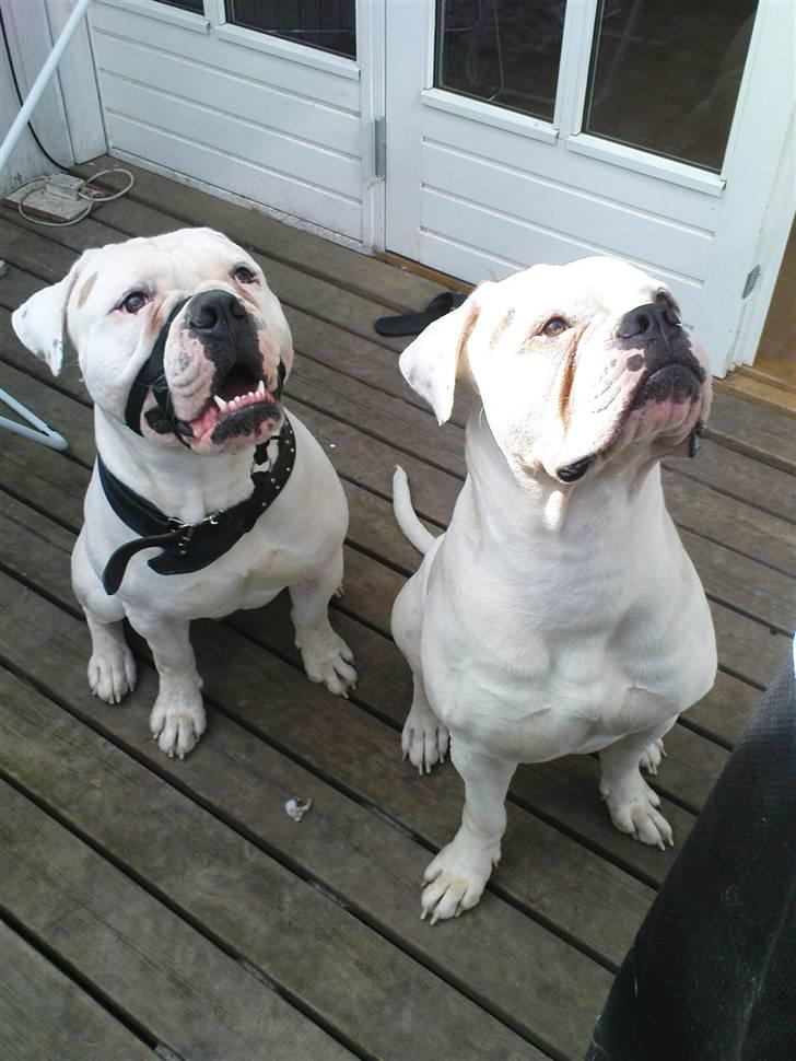 Amerikansk bulldog Max:-) - Mig og min bror Milo.. Vi er så fine.. billede 19