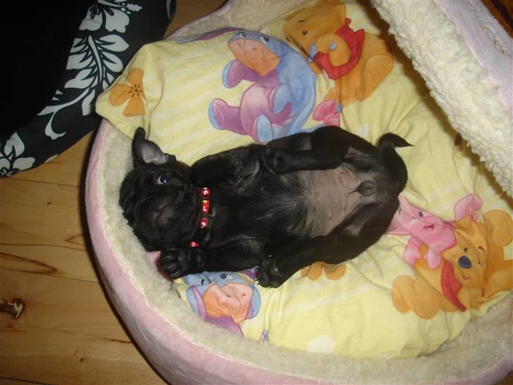 Mops Qiah Thilde - I min nye seng, jeg hygger mig! :D 8 uger gl. billede 2